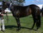 Stellarpark Rockstar Hardrock Australian stock horses for sale breeders